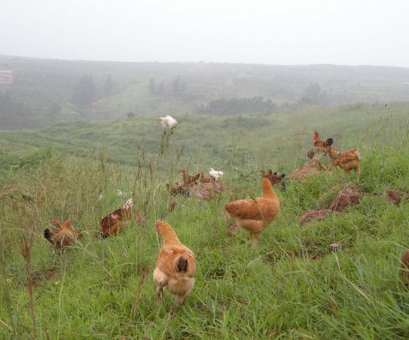 农村创业计划书范文(三)--土流网