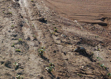 山东潍坊:土地流转流出大棚创客--土流网