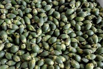 槟榔吃多了会怎么样?吃槟榔会导致男人阳痿吗