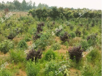 浅析土地要素对宏观经济运行的影响有哪些?--