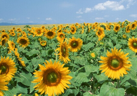 向日葵花期、向日葵栽培技术--土流网