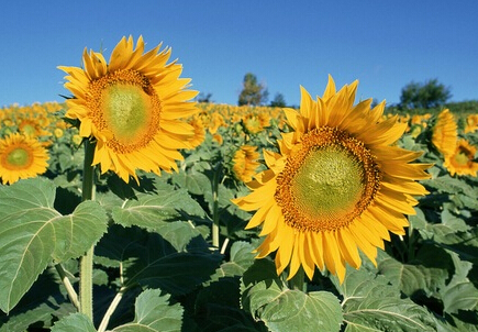 向日葵花期、向日葵栽培技术--土流网