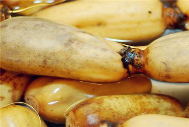 新疆可以种植莲藕、香蕉以及热带水果吗?--土