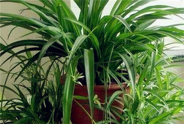 新疆家庭适合养什么种类的花?--土流网