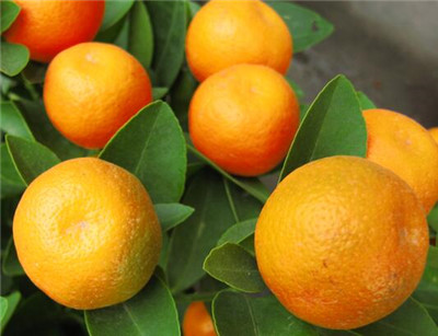 河南能种植蓝莓、人参、橘子、猕猴桃吗?--土