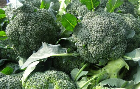 西兰花种植技术及营养价值--土流网