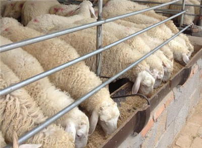 河南气候环境适合养殖什么品种的牛和羊?--土