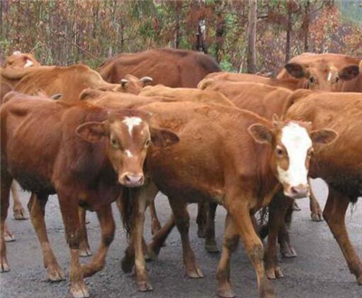 河南气候环境适合养殖什么品种的牛和羊?--土