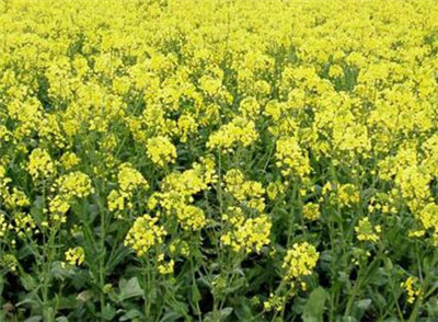 河南气候土壤适合种植什么粮食作物和经济作物