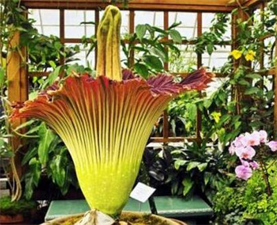 世界上最大的花:尸臭花--土流网