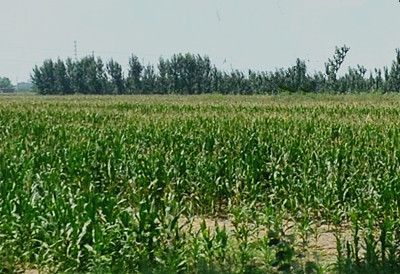 临朐县发放2016年耕地力保护补贴2600万,近1