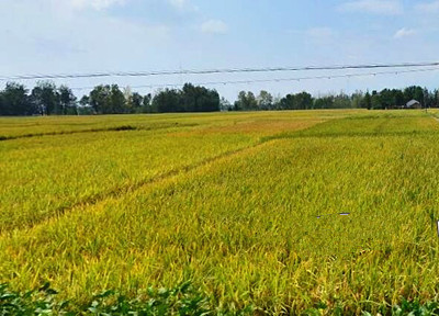 黄梅县2016年农业支持保护补贴用于耕地地力