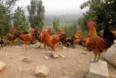 小鸡吃什么饲料长的快、下蛋多?鸡吃蜈蚣吗?