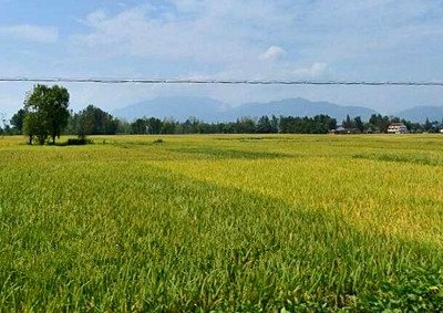 于做好2016年规模种粮补贴申报工作的通知(乐