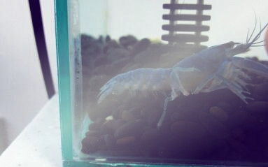 宠物虾蓝魔虾好养吗?蓝魔虾可以吃吗?--土流