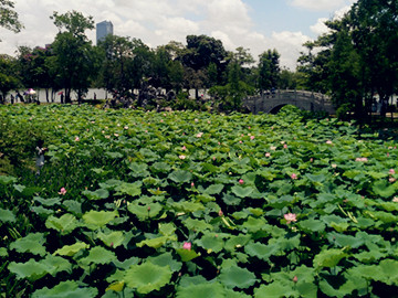 什么是浅水藕?怎样种植浅水藕?--土流网