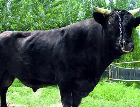 穆棱市:利用龙穆黑牛拉着农民奔小康--土流网