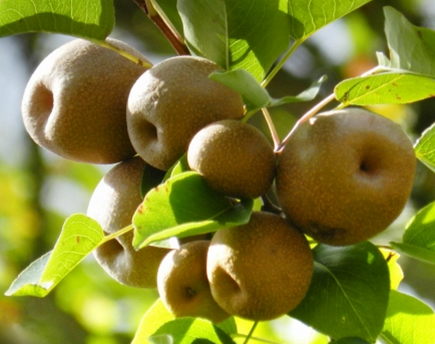 河北沧州45个农业开发产业化项目通过省级验