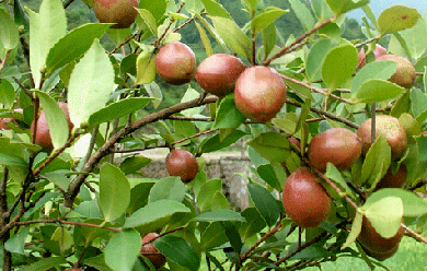 茶油的功效作用及发展历史--土流网