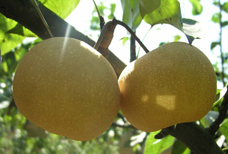 辽宁省有哪些有名的土特产?--土流网