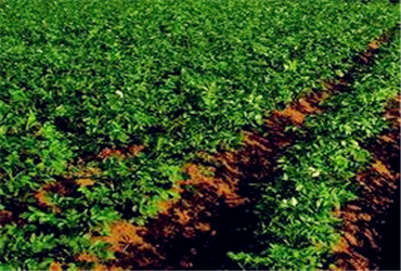 武冈市十三五农业现代化发展规划(最新)