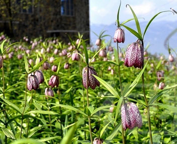 青海省农村地区适合种植哪些中药材呢?--土流