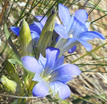 青海省农村地区适合种植哪些中药材呢?--土流