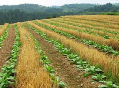 甘肃省农业产业化促进农村经济发展--土流网