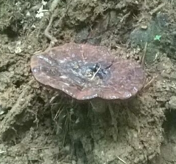 黑土地之乡的吉林适合种植哪些中药材呢?--土