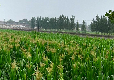 怀远县2016年农业支持保护补贴按每亩地多少
