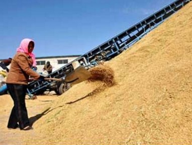 河南省:小麦托市收购达965.8万吨--土流网