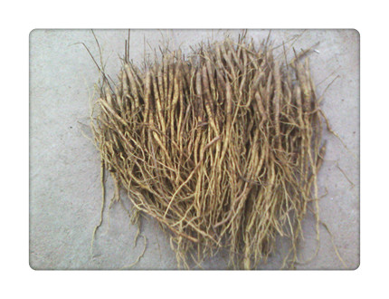 山东气候跟地形适合种植什么中药材?--土流网