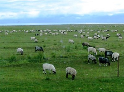 分析我国草原立法的历史沿革是怎么发展的?--