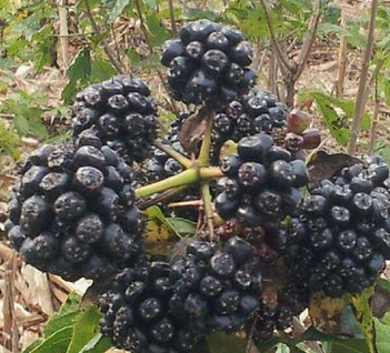 吉林地区的气候条件适合种植哪些地道中药材呢