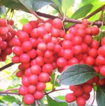 吉林地区的气候条件适合种植哪些地道中药材呢