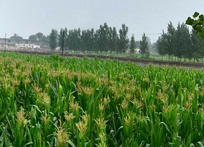 德令哈市2016年耕地地力保护补贴粮食作物多
