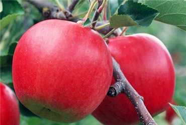 陕西农村地区适合种植苹果、猕猴桃、梨、桃、