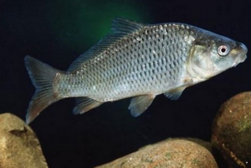 适合在四川养殖的鱼类有哪些?--土流网