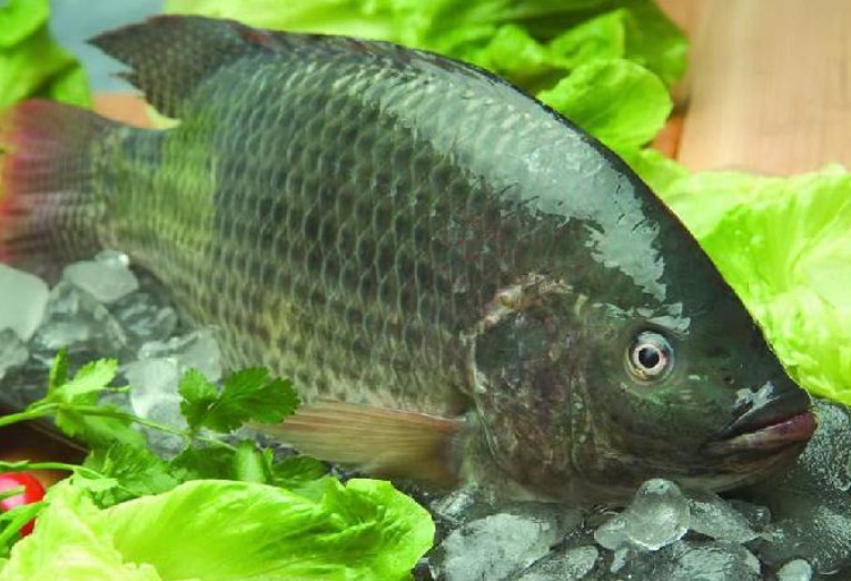 适合在四川养殖的鱼类有哪些?--土流网