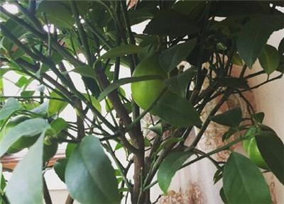 盆栽柠檬图片及养殖方法--土流网