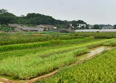 焦家庄乡2016年设施农业建设扶持奖励政策--土