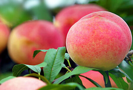 北京“平谷大桃”联手电商快销全国--土流网