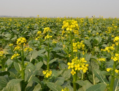 指数保险能否破解农业保险的难题--土流网