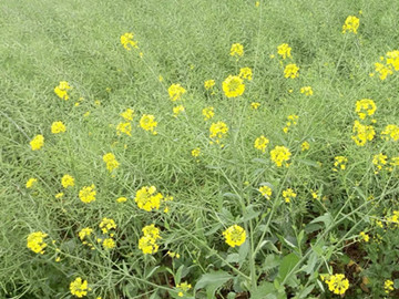 内蒙古高原的主要农作物有哪些?分布在哪里?