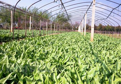 青岛市种植业农业保险最新消息及相关政策