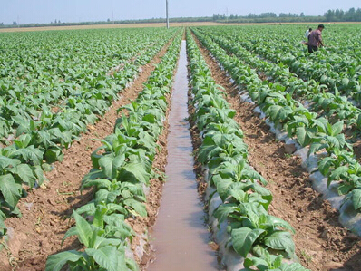 旱地节水灌溉技术之沟灌技术--土流网