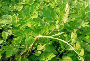 该怎样利用蔬菜合作社致富的贫困村?--土流网