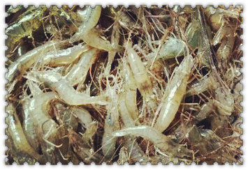 淡水河虾苗咬鱼吗?怎么养才能长的又快又好?