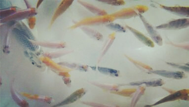 小鲤鱼苗一条多少钱?怎么养殖长的快?直接扔