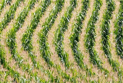 内蒙古公布玉米深加工企业补贴标准--土流网